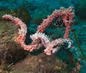 Sea Horse Prints: Seahorses, Hippocampe Deep Sea Exploration 2025