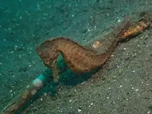 Sea Horse Prints: Seahorses, Hippocampe Deep Sea Exploration 2025