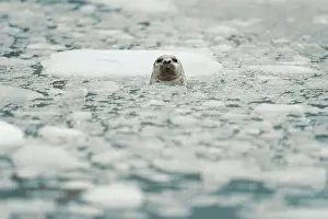North Pole Prints: Seal Emerges Amidst Frozen Arctic Waters Surrounded by Ice and S