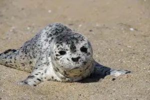 Paddle Prints: Seal pup on Three Mile Beach, Santa Cruz, California, USA