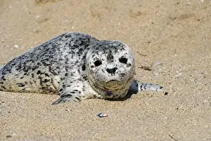 Paddle Prints: Seal pup on Three Mile Beach, Santa Cruz, California, USA