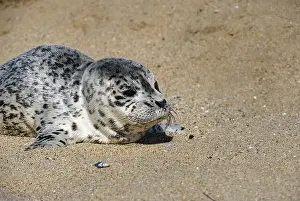 Paddle Prints: Seal pup on Three Mile Beach, Santa Cruz, California, USA