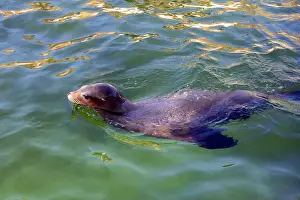 The seal is swimming in the water. High quality photo