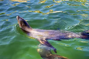 The seal is swimming in the water. High quality photo
