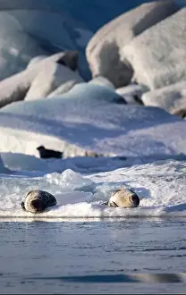 Cold Blooded Prints: Two seals bask on small ice floes amidst the tranquil and icy waters of a glacial lagoon in Iceland