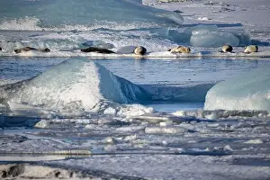 Floe Prints: Seals bask in the sun on ice chunks scattered across a serene