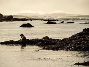 Slow Living Prints: Seals resting on seaweed-covered rocks in coastal Iceland