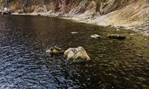 Gaspesie Prints: Seals on a Rock, Canada