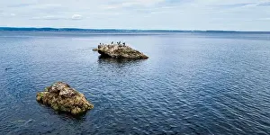 Gaspesie Prints: Seals on a Rock, Canada