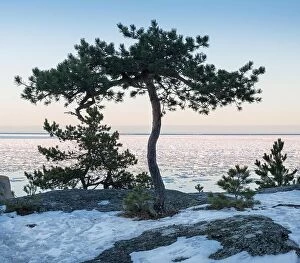 Images Dated 11th March 2017: Seascape with lonely tree and nice evening light at winter time
