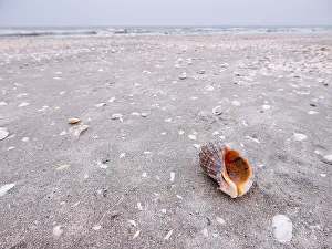 Blurred Background Prints: seashell