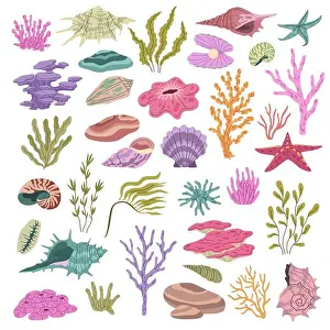 Seashell seaweeds corals. Color underwater conches