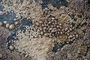 Arabian Peninsula Prints: Seashells embedded in stone