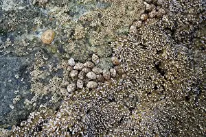Arabian Peninsula Prints: Seashells embedded in stone