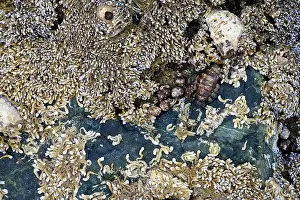 Arabian Peninsula Prints: Seashells embedded in stone