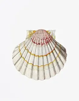 Snail Shell Prints: Seashells. A gorgeous digital painting of seashells with a vintage touch
