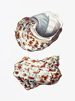 Snail Shell Prints: Seashells. A gorgeous digital painting of seashells with a vintage touch
