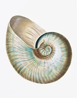 Seashells. A gorgeous digital painting of seashells with a vintage touch, on a clean white background