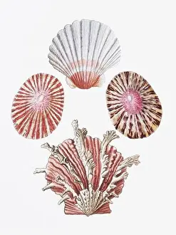 Seashells. A gorgeous digital painting of seashells with a vintage touch, on a clean white background