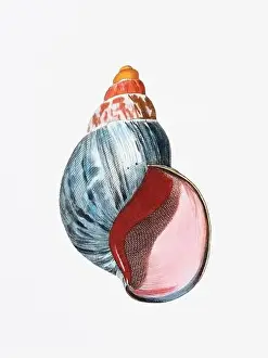 Snail Shell Prints: Seashells. A gorgeous digital painting of seashells with a vintage touch