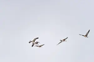 Space For Copy Prints: SEASONAL WINTER IN Ontario