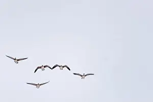 Space For Copy Prints: SEASONAL WINTER IN Ontario