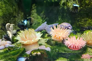 Sea Star Prints: Seastars and anemones stuck to a rock in the ocean aquarium