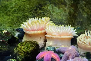 Sea Star Prints: Seastars and anemones stuck to a rock in the ocean aquarium