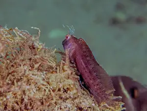 Sea Fish Prints: A Seaweed Blenny (Parablennius marmoreus) in Florida, USA