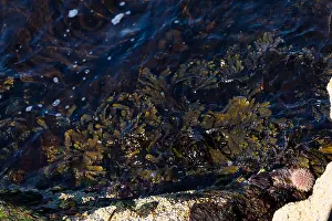 Salt Water Prints: Seaweed, Lofoten Islands, Norway