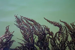 Venice Prints: seaweed from Venice lagoon