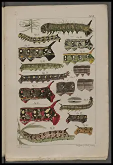 Mutation Prints: The second volume of Studies on the Theory of Descent illustrates evolutionary theory
