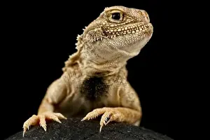 Diurnal Prints: Secret Toadhead Agama lizard (Phrynocephalus mystaceus)