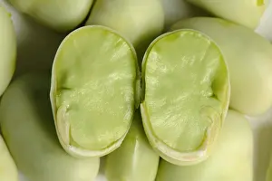 Legume Prints: Sectioned broad bean seed showing internal structure