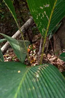 Seychelles Prints: Secyehelles endemic Palm latanier palm (Phoenicophorium borsigianum). La Digue Island