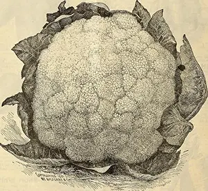 Bookyear1903 Prints: Seed annual 1903
