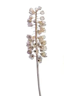 Against White Background Prints: Seed head of a Grape hyacinth (Muscari) on white background, studio shot, Germany