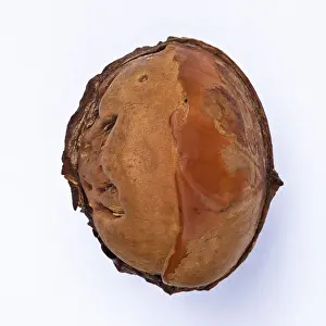 Woody Prints: Seed of the Tambalacoque tree(Sideroxylon grandiflorum; formerly Calvaria major)