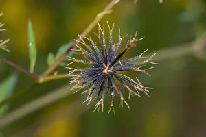 Prefecture Prints: Seeds of Bidens pilosa var. pilosa, Isehara City, Kanagawa Prefecture, Japan