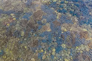 Seen from an aerial view, fragile corals grow in extremely shallow water in Komodo National Park, Indonesia