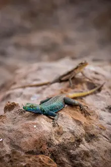 Sideview Prints: Sekukhune Flat Lizard and African Striped Skink on Stone, South Africa, Africa