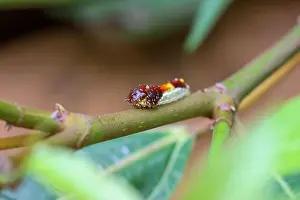 Vibrant Color Prints: Select close focus Phauda flammans moth's caterpillar