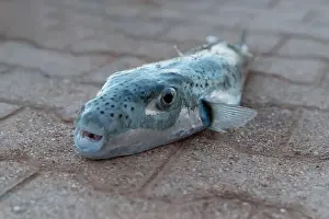 Abdomen Prints: Selective focus on eyes and head of puffer fish
