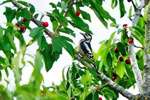 Cherry Prints: A selective of a great spotted woodpecker (Dendrocopos major) on a cherry tree