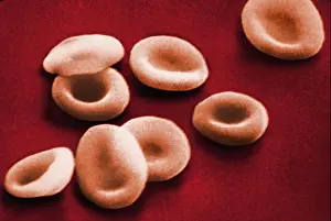 Human Body Prints: SEM of Red Blood Cells