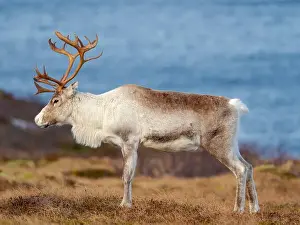 Rangifer Tarandus Prints: Semi-domesticated reindeer, female