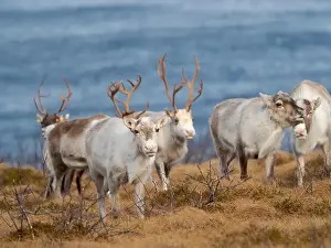 Rangifer Tarandus Prints: Semi-domesticated reindeer on the island Senja near Mefjordvaer during late winter. Norway