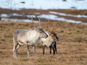 Rangifer Tarandus Prints: Semi-domesticated reindeer on the island Senja near Mefjordvaer during late winter. Norway