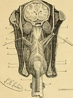 Booka Prints: Sémiologie et diagnostic des maladies des animaux domestiques