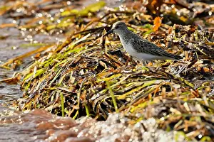 Looking For Food Prints: A Semipalmated Sandpiper, Calidris pusilla